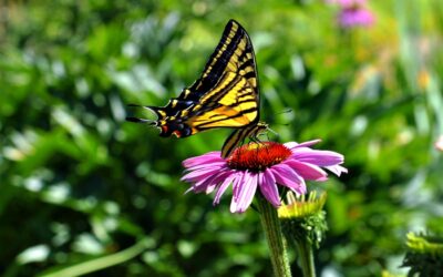 A Guide to Summit County Native Plants for Beautiful Lawns & Landscapes